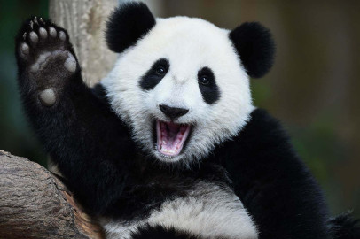 ¡Oficial! Pandas gigantes salen de la lista de peligro de extinción