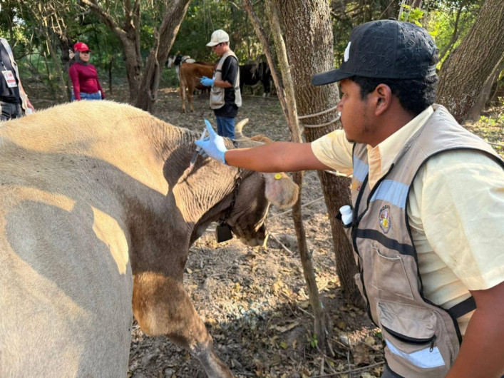 Altamira y Llera, declarados libres de gusano barrenador del ganado