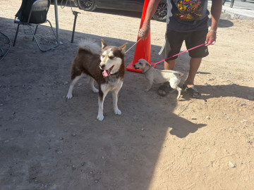 Exhortan a la comunidad con mascotas acudir los jueves a Presidencia Cerquita de Ti