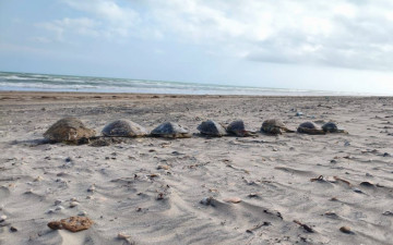 Denuncian mortalidad masiva de tortugas marinas en Playa Bagdad
