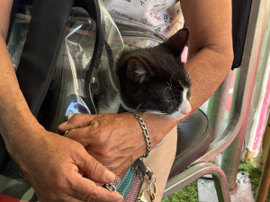 Exitosa jornada de bienestar animal en el programa "Presidencia Cerca de Ti"