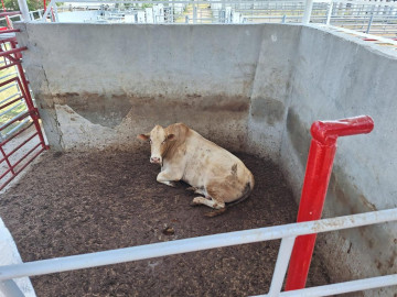 Proyecta Rastro Municipal reactivación del sector cárnico tras el "ayuno" de Cuaresma