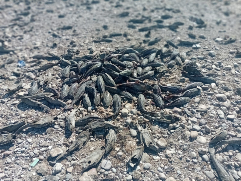 Amenaza "Pez Diablo" ecosistema en el Río Bravo