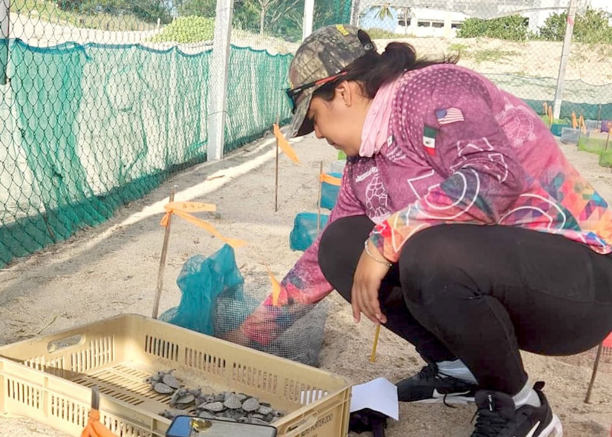 Inician liberaciones de crías de tortuga lora en playas de Tamaulipas