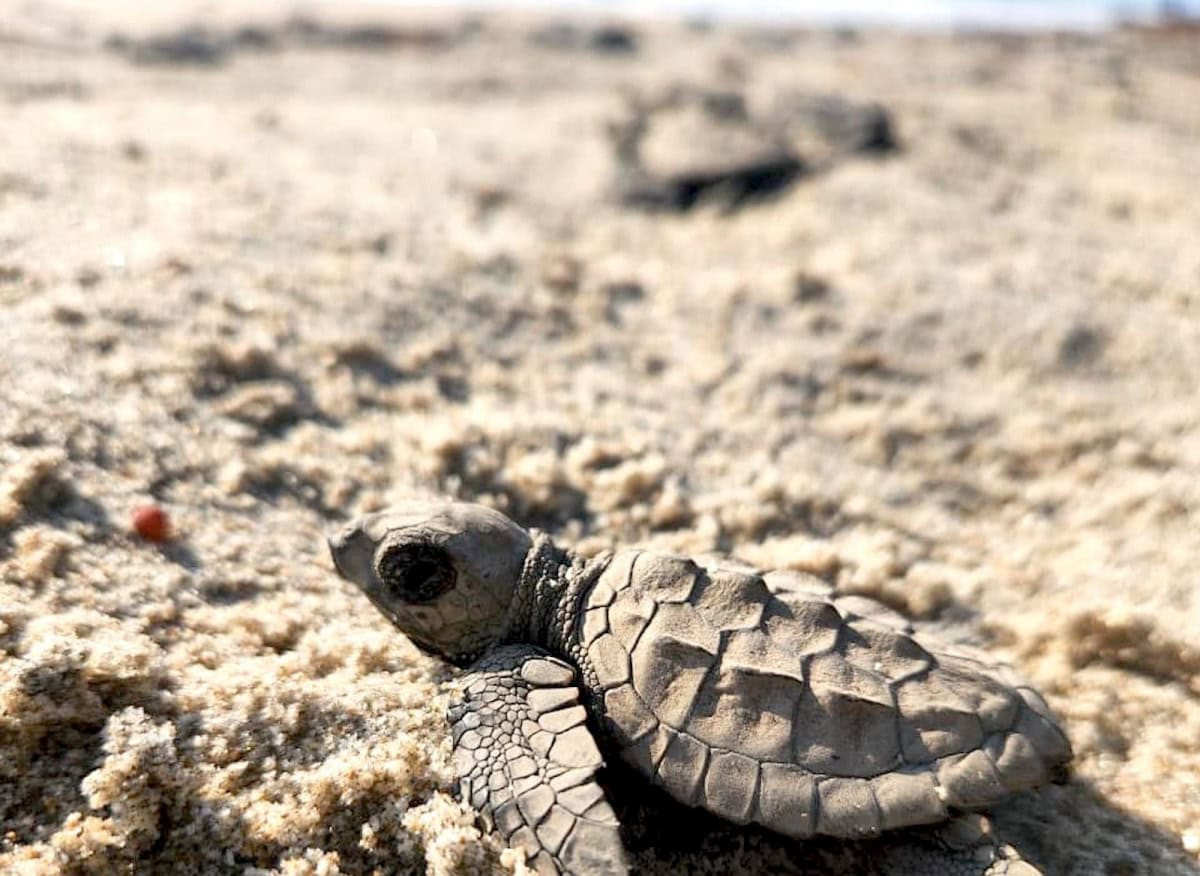 Inician liberaciones de crías de tortuga lora en playas de Tamaulipas