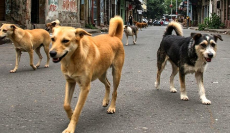 No hay perros de la calle, hay dueños irresponsables: Bienestar Animal por el Dia del Perro sin Raza