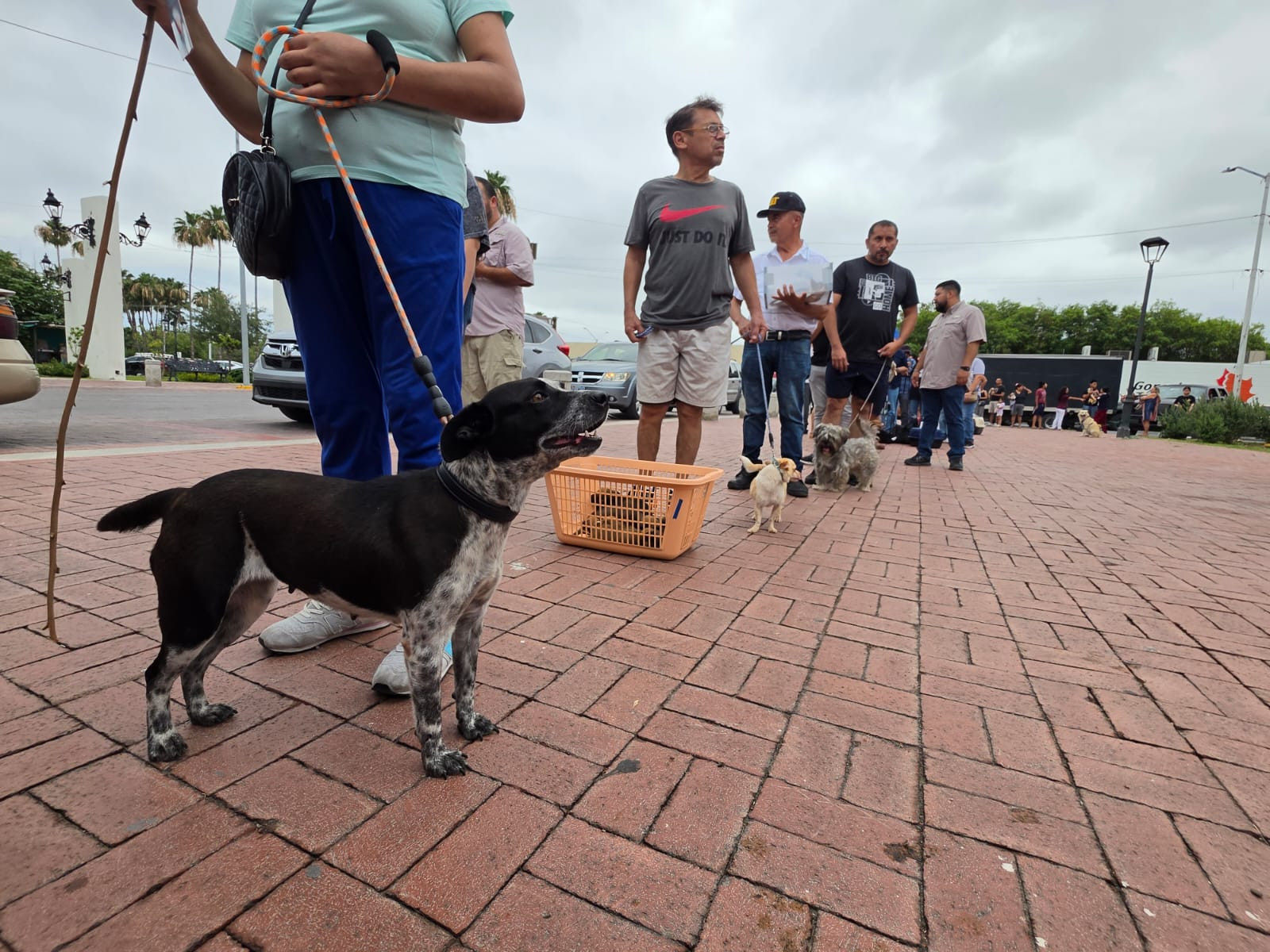 Supera expectativas Jornada Drive Thru de vacunación y desparasitación animal