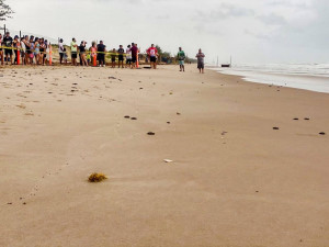 Viven familias la primera liberación pública de tortuga lora en La Pesca