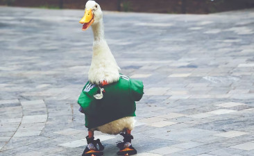 'Pato Merlín' ya es marca registrada; IMPI protege el nombre de la famosa mascota