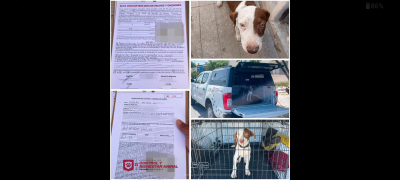 Turnarán a Fiscalía caso de presunto maltrato animal tras localizar un perro sin vida