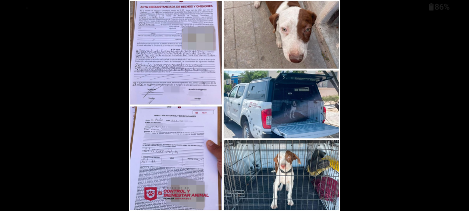 Turnarán a Fiscalía caso de presunto maltrato animal tras localizar un perro sin vida