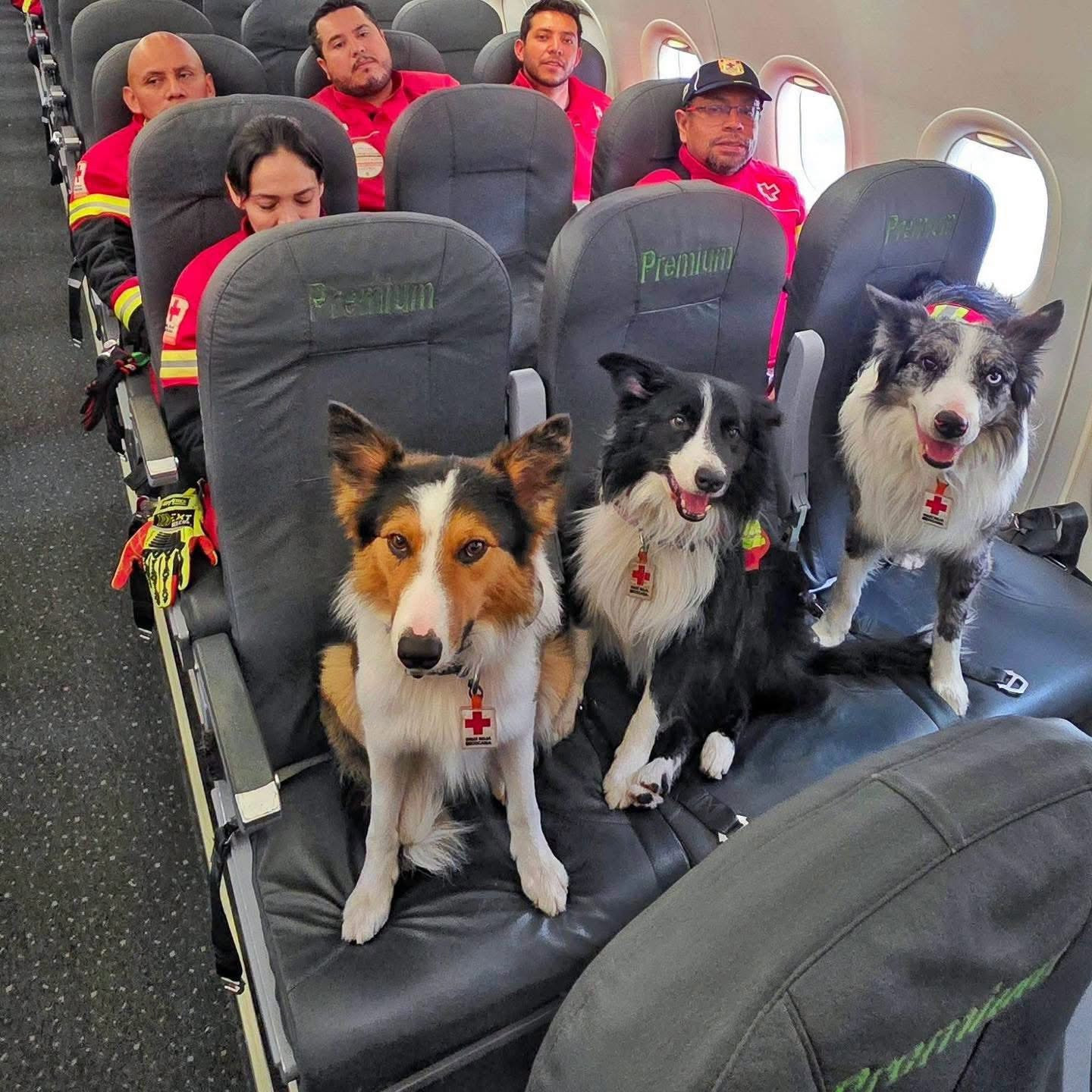 ¡Patitas al rescate! Cruz Roja envía binomios caninos a Venezuela