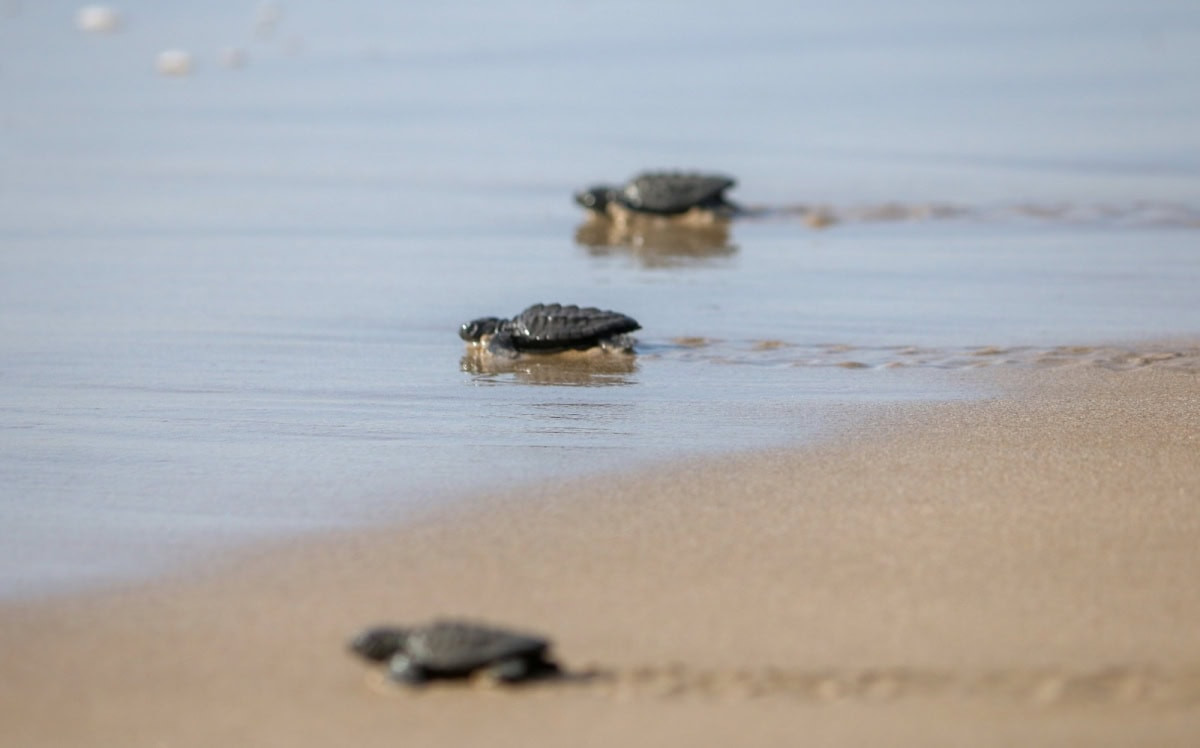 Tamaulipas fortalece conservación de la tortuga lora; liberan más de 590 mil crías