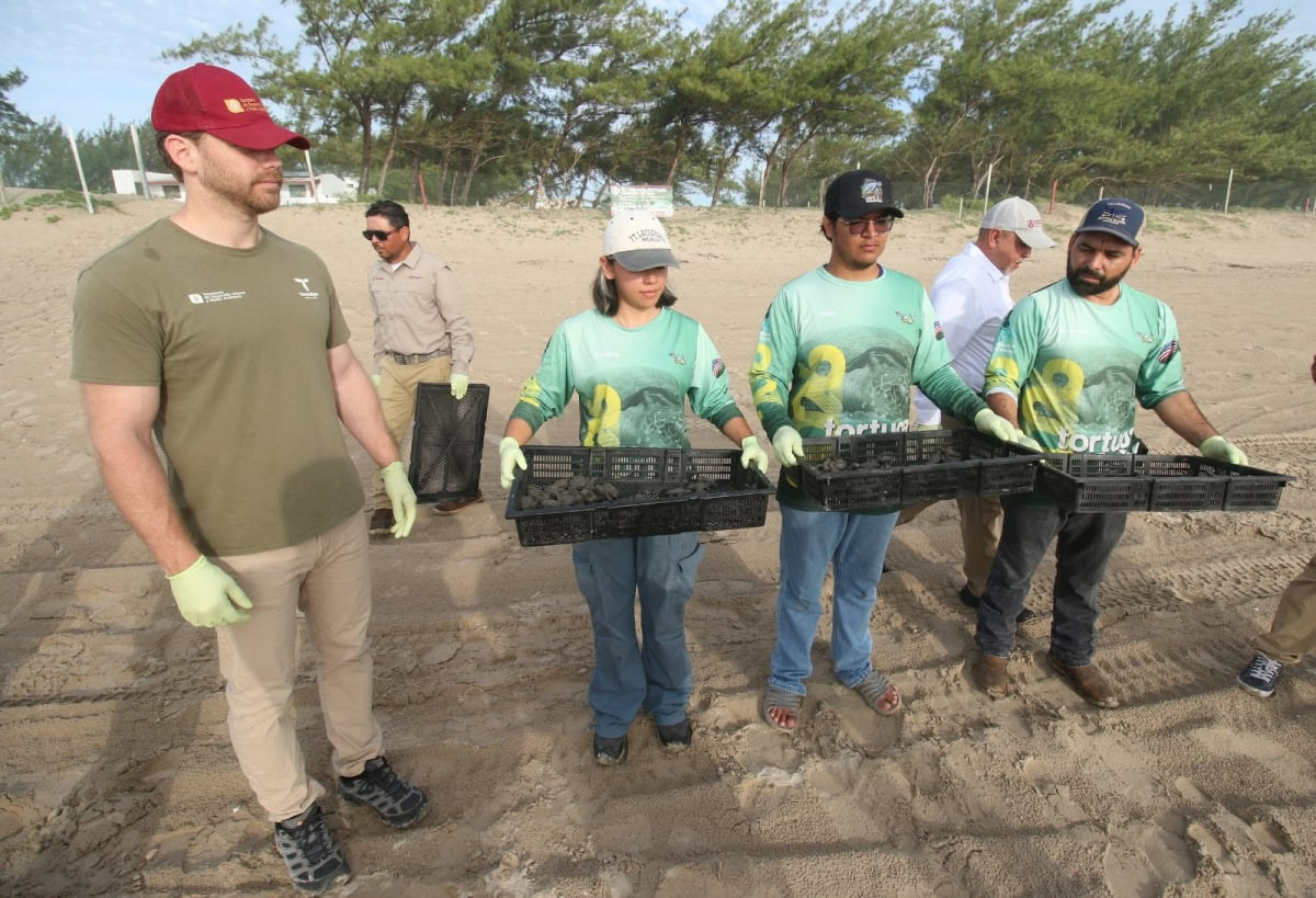 Tamaulipas fortalece conservación de la tortuga lora; liberan más de 590 mil crías