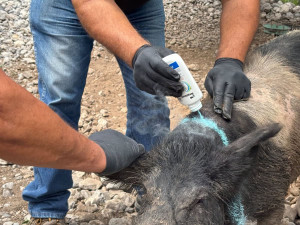 Iniciará en Tamaulipas la dispersión de moscas estériles para combatir el gusano barrenador: Sheinbaum