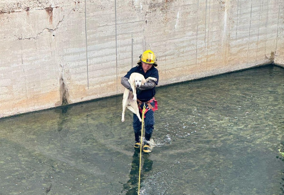 Dirección de Bienestar Animal refuerza acciones y sanciones contra el maltrato animal en Nuevo Laredo