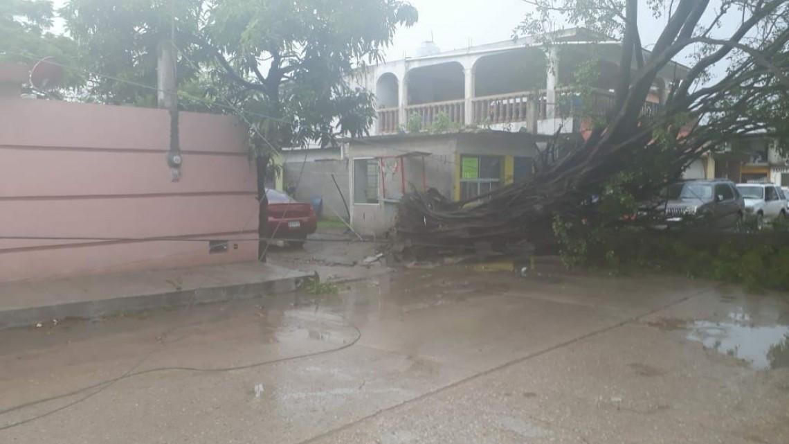 Entrada de frente frío ocasiona caída de árboles en Madero
