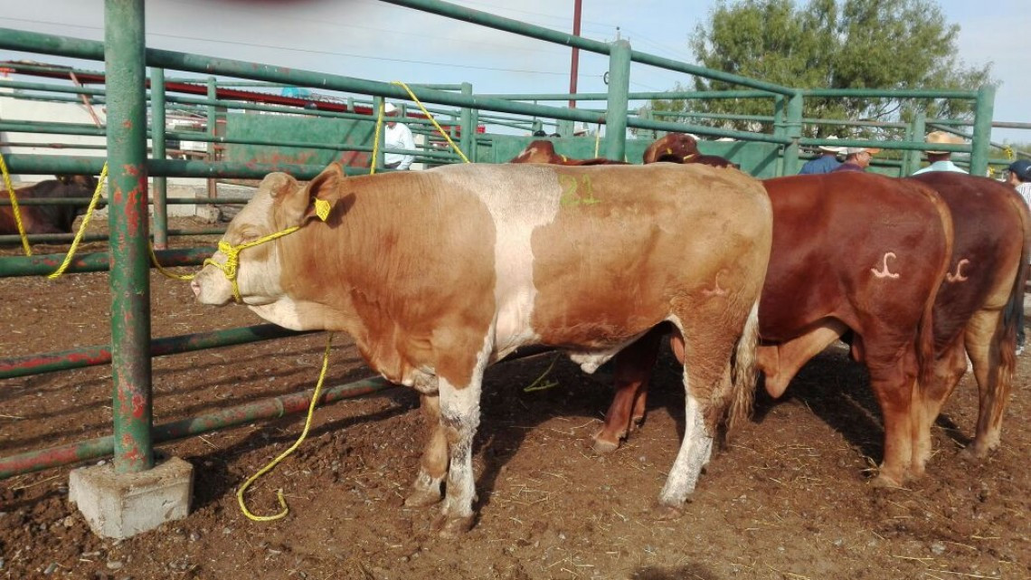 Apoya Gobierno tamaulipeco a ganaderos 