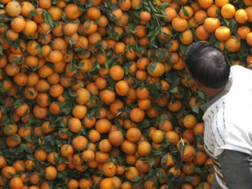 Mandarinas, el peculiar regalo de Corea del Sur para Corea del Norte