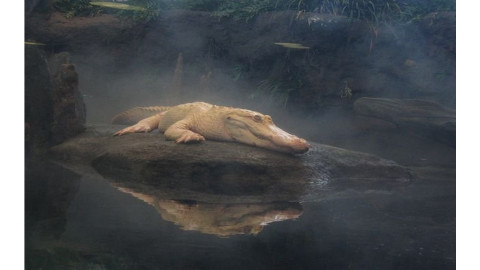 Animales con albinismo