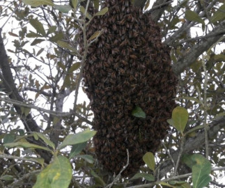 Enjambres persisten en el municipio