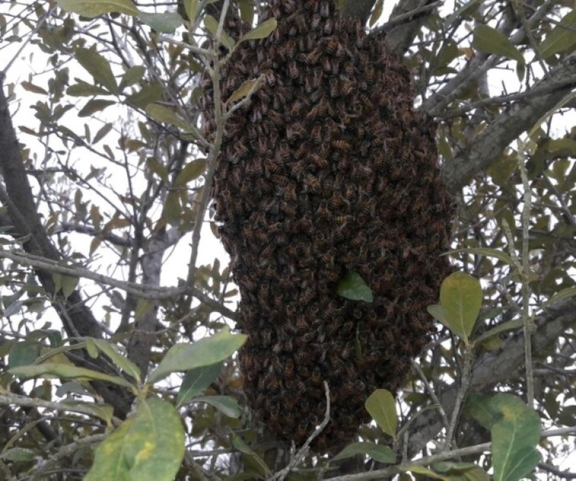 Enjambres persisten en el municipio