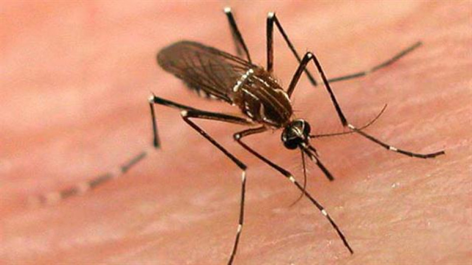 Desmienten epidemia de dengue en Río Bravo