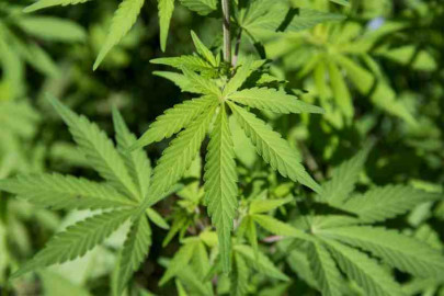 PGJT detiene a hombres por posesión de marihuana