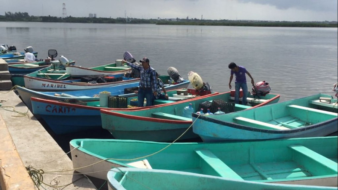 Se desploma la pesca en lagunas de Altamira, por invasión de plagas marinas