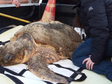 Tortugas mueren de frío en Massachusetts
