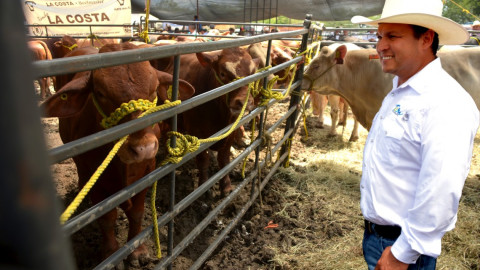 Entregan ganado bovino a productores pecuarios