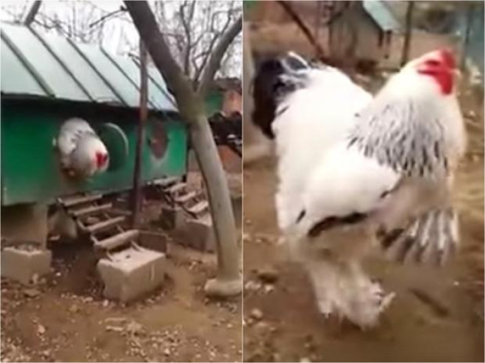 Gallina gigante sorprende a cibernautas