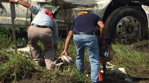 Daños materiales, deja volcadura de tractocamión cerca del puerto de Altamira