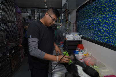 Invita NLD a campaña gratuita de esterilización para perros y gatos