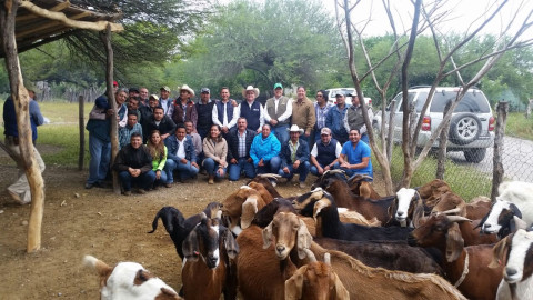 Apuestan a la producción caprina