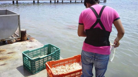 Entra la veda del camarón, tiburón y róbalo