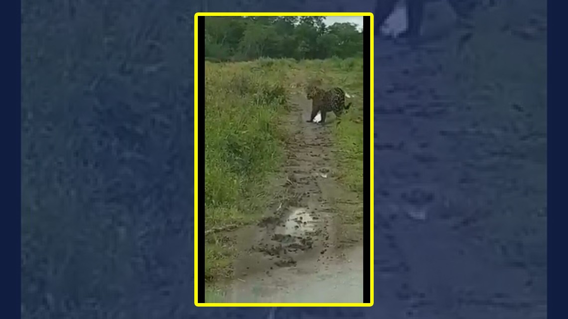 Captan a dos jaguares en zona rural en Aldama