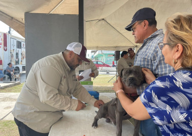 Atiende municipio a perros y gatos callejeros