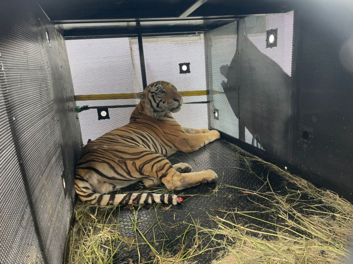 Tigre “Tony” capturado será resguardado en zoológico Tamatán
