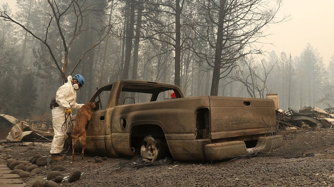 Las otras víctimas de los incendios en California