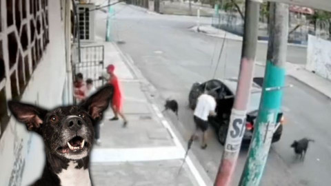 ¡La ayuda siempre viene de quien menos lo esperas! Perritos impiden secuestro de un abuelito en plena calle
