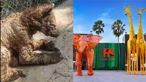 Exhiben a osa en grave estado de salud en Zoológico de Monterrey 