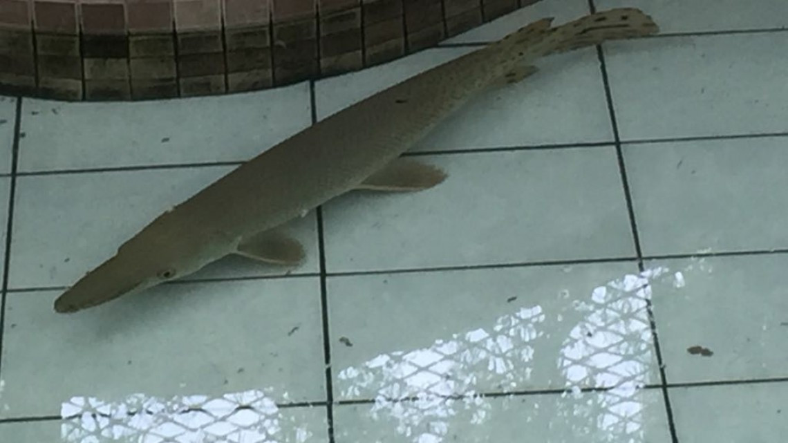 Altamira listo para recibir a vacacionistas