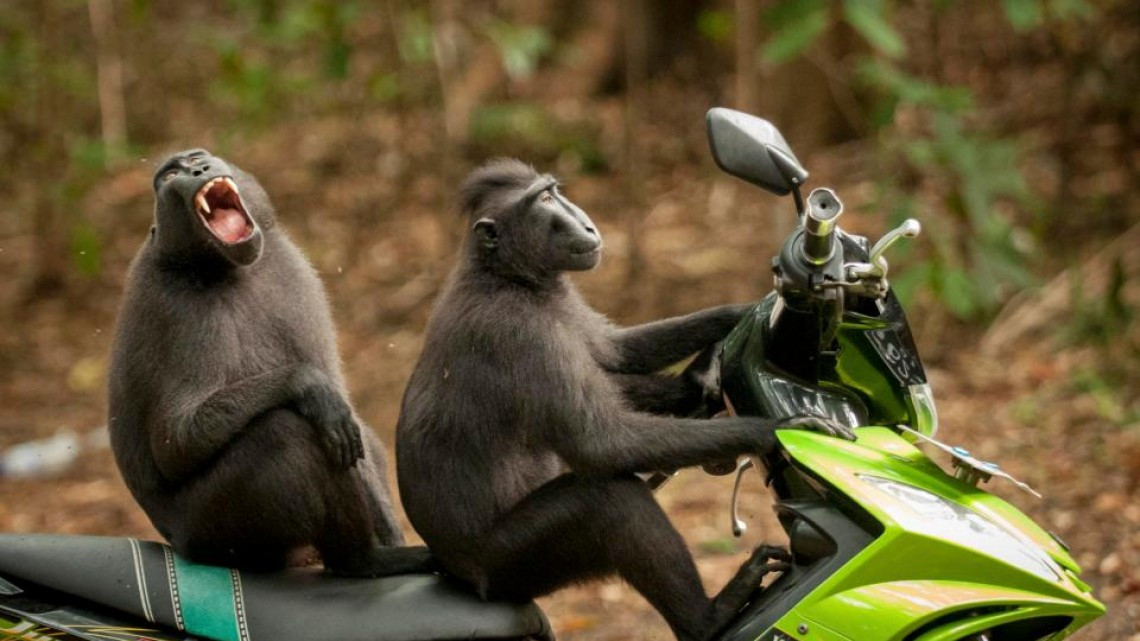 Animales como nunca los habías visto 