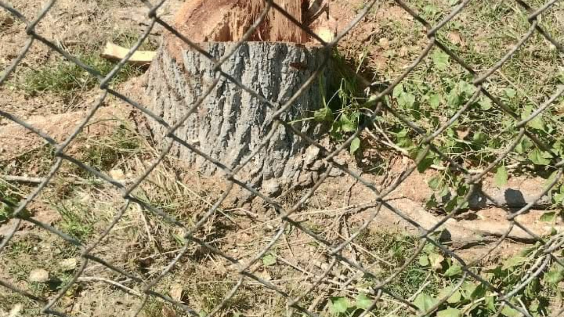 Aplican más de 100 multas por delitos ambientales 