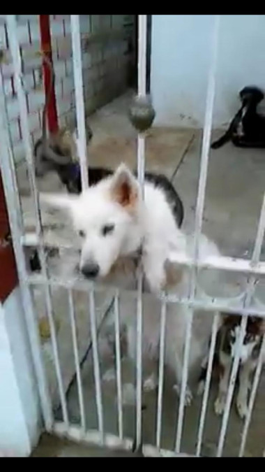 Abandonan a perros y se comen unos a los otros