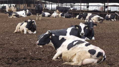 Ganaderos solicitan corrales al gobierno de Tamaulipas