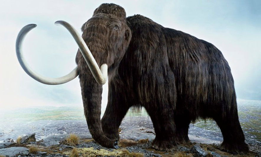 Asocian desaparición de mamuts y mastodontes a presencia del ser humano