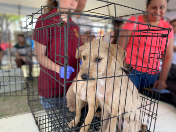 Esterilizarán a 300 mascotas