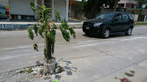 En la Talleres, colonos siembran árbol en bache
